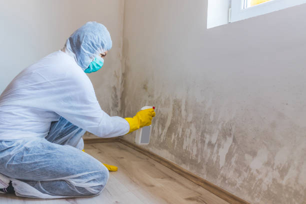 Licensed Black Mold Removal service in Lewisville, WA - WQB Mold Removal