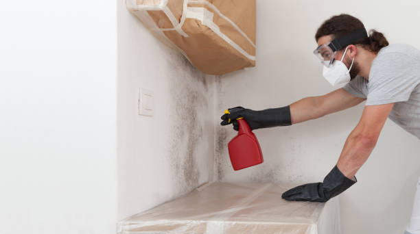 Professional Black Mold Removal technician working in Lewisville, WA
