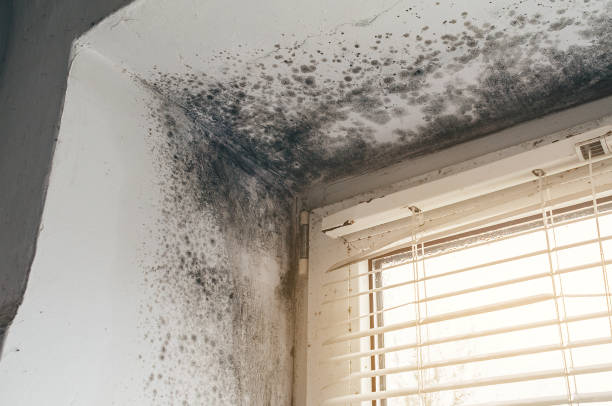 Affordable Black Mold Removal solutions in Lewisville, WA